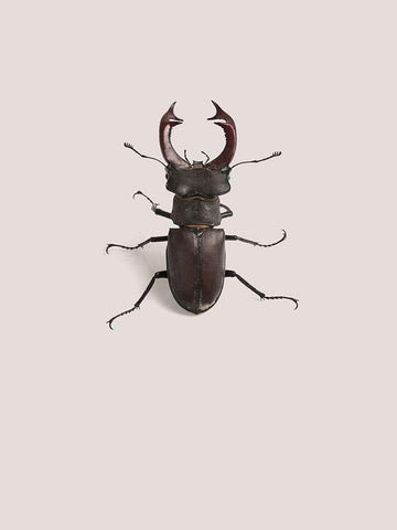 Lucanus cervus White Modern Wood Framed Art Print with Double Matting by Incado