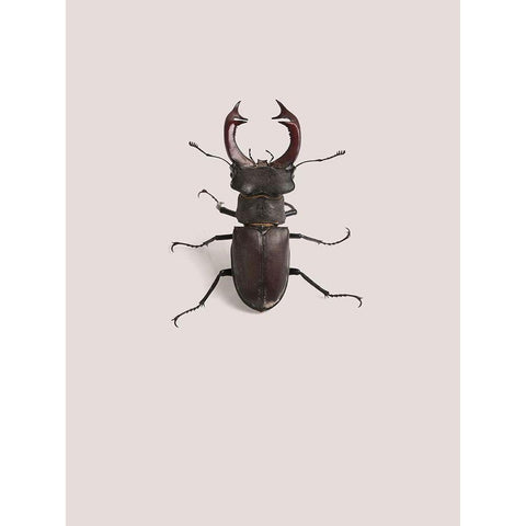 Lucanus cervus Black Modern Wood Framed Art Print with Double Matting by Incado