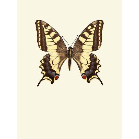 Papilio machaon Gold Ornate Wood Framed Art Print with Double Matting by Incado