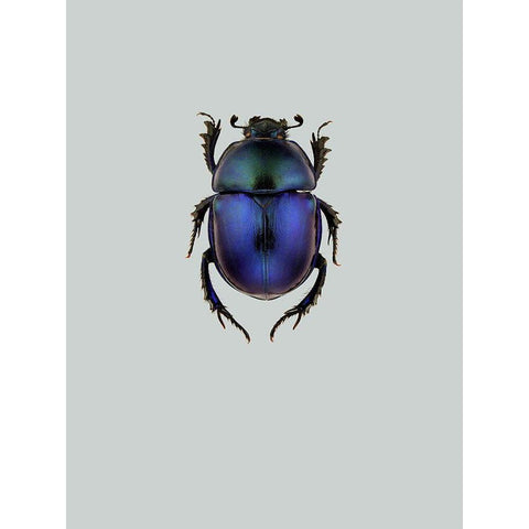 Trypocopris vernalis Black Modern Wood Framed Art Print by Incado