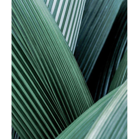 Close up I Gold Ornate Wood Framed Art Print with Double Matting by Incado