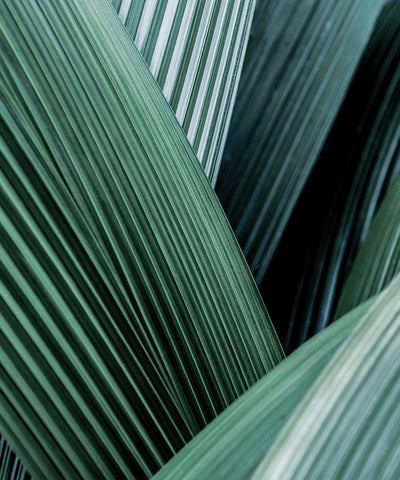 Close up I White Modern Wood Framed Art Print with Double Matting by Incado