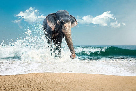 Elephant White Modern Wood Framed Art Print with Double Matting by PhotoINC Studio