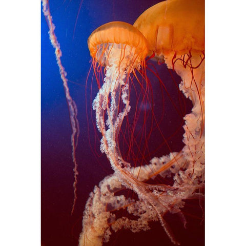 Jelly 3 White Modern Wood Framed Art Print by PhotoINC Studio