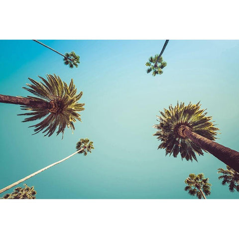 Palms Black Modern Wood Framed Art Print by PhotoINC Studio