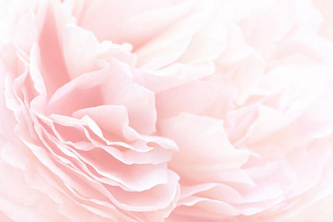 Rose 2 White Modern Wood Framed Art Print with Double Matting by PhotoINC Studio