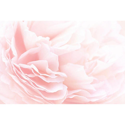 Rose 2 Black Modern Wood Framed Art Print with Double Matting by PhotoINC Studio