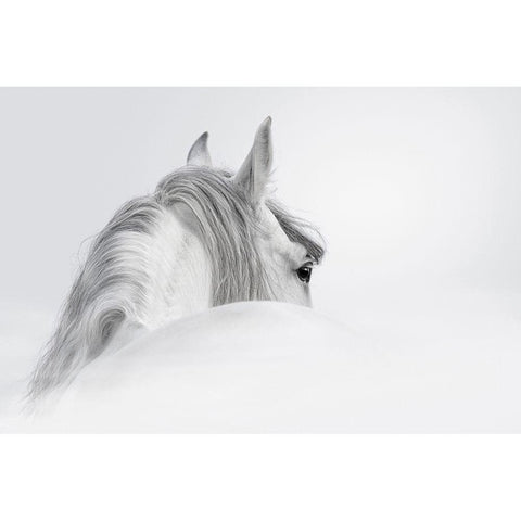 White Horse Black Modern Wood Framed Art Print with Double Matting by PhotoINC Studio