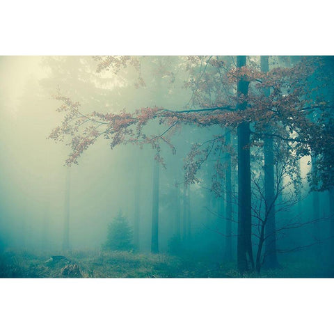 Woods Black Modern Wood Framed Art Print by PhotoINC Studio
