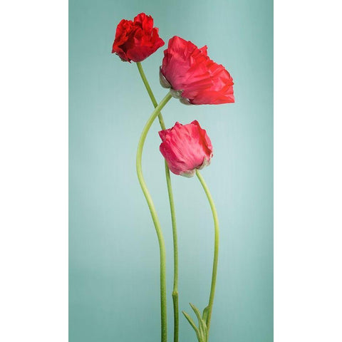 Blue poppy Gold Ornate Wood Framed Art Print with Double Matting by PhotoINC Studio