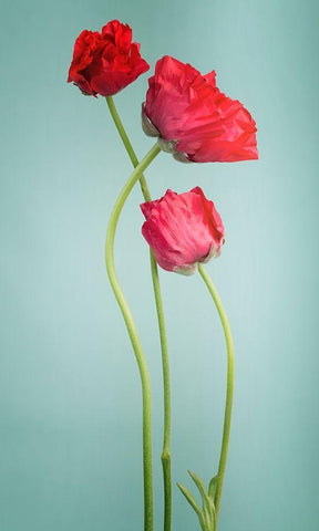 Blue poppy White Modern Wood Framed Art Print with Double Matting by PhotoINC Studio