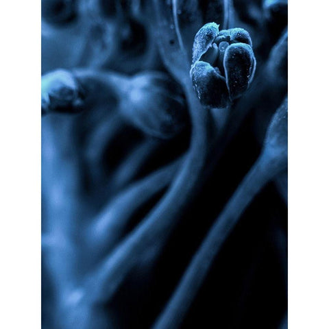 Leaf VIII Black Modern Wood Framed Art Print by Incado