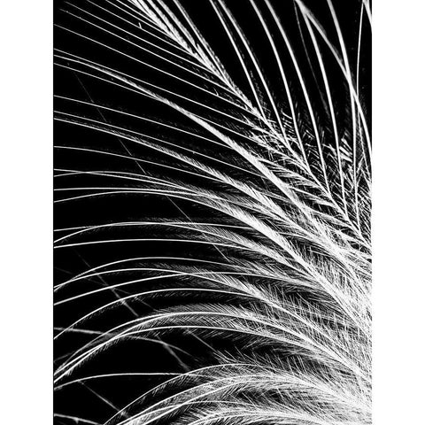 White Feather Black Modern Wood Framed Art Print with Double Matting by Incado