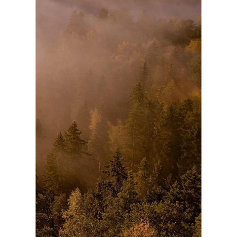 Autumn Forest Black Modern Wood Framed Art Print with Double Matting by PhotoINC Studio