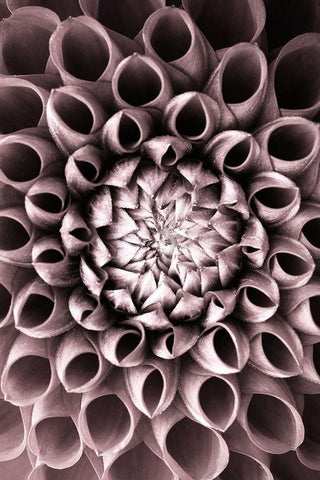 Just open Black Ornate Wood Framed Art Print with Double Matting by PhotoINC Studio