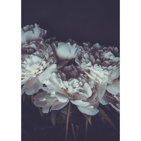 Romantic Black Modern Wood Framed Art Print by PhotoINC Studio