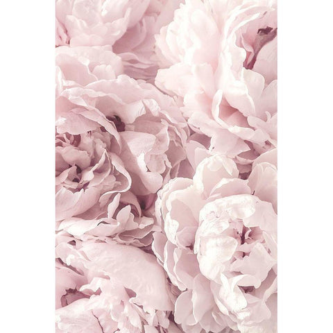 Peony White Modern Wood Framed Art Print by PhotoINC Studio