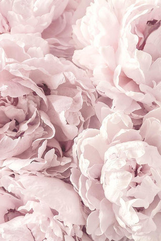 Peony Black Ornate Wood Framed Art Print with Double Matting by PhotoINC Studio