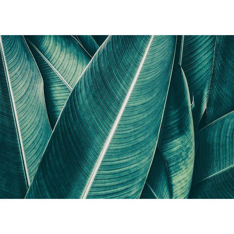 Banana White Modern Wood Framed Art Print by PhotoINC Studio