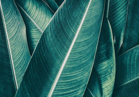 Banana White Modern Wood Framed Art Print with Double Matting by PhotoINC Studio