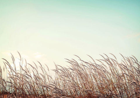Retro Grass White Modern Wood Framed Art Print with Double Matting by PhotoINC Studio