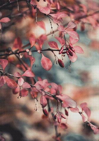 Fall I Black Ornate Wood Framed Art Print with Double Matting by PhotoINC Studio