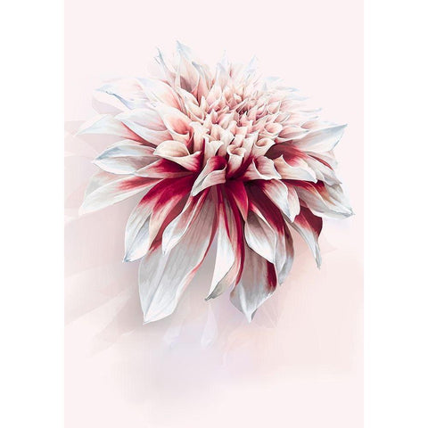 Water Dahlia White Modern Wood Framed Art Print by Incado