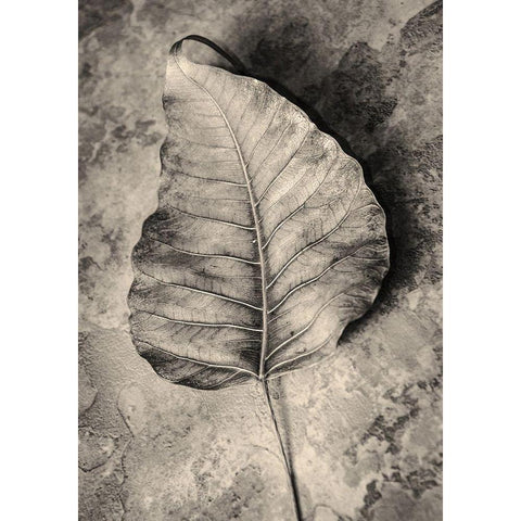 Dried Leaf White Modern Wood Framed Art Print by Incado