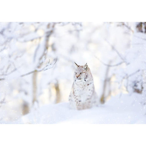 Snow lynx Gold Ornate Wood Framed Art Print with Double Matting by PhotoINC Studio