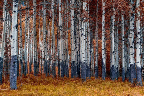 Autumn Forest White Modern Wood Framed Art Print with Double Matting by Kostka, Vladimir