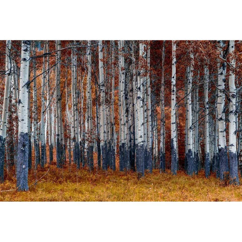 Autumn Forest White Modern Wood Framed Art Print by Kostka, Vladimir