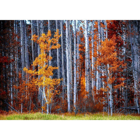 Autumn Birches White Modern Wood Framed Art Print by Kostka, Vladimir