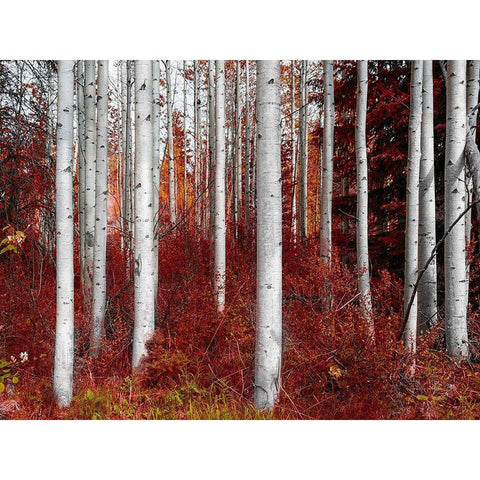 Fall Birches White Modern Wood Framed Art Print by Kostka, Vladimir
