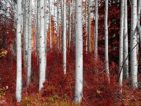 Fall Birches Black Ornate Wood Framed Art Print with Double Matting by Kostka, Vladimir