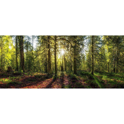 Golden Forest Gold Ornate Wood Framed Art Print with Double Matting by Kostka, Vladimir