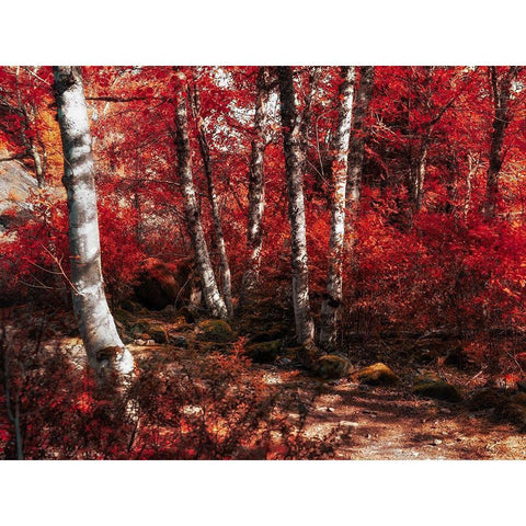 Red Trees Path Gold Ornate Wood Framed Art Print with Double Matting by Kostka, Vladimir