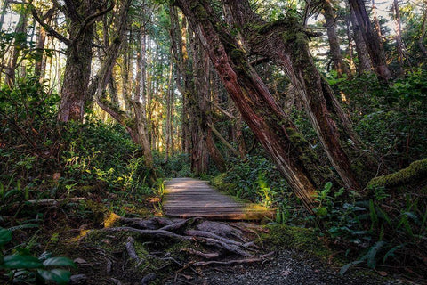 The Path Black Ornate Wood Framed Art Print with Double Matting by Kostka, Vladimir