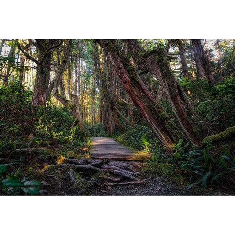 The Path Black Modern Wood Framed Art Print by Kostka, Vladimir