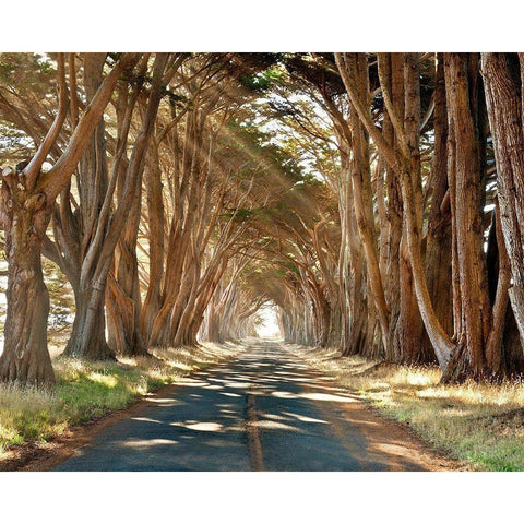 Cypresses Black Modern Wood Framed Art Print by Klug, Alan