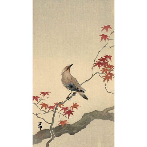 Japanese Waxwing on Maple, 1900-1936 Gold Ornate Wood Framed Art Print with Double Matting by Koson, Ohara