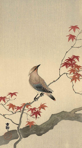 Japanese Waxwing on Maple, 1900-1936 Black Ornate Wood Framed Art Print with Double Matting by Koson, Ohara