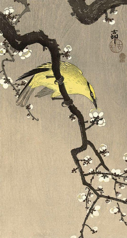 Chinese Wielewaal on Plum Blossom Branch, 1900-1910 Black Ornate Wood Framed Art Print with Double Matting by Koson, Ohara