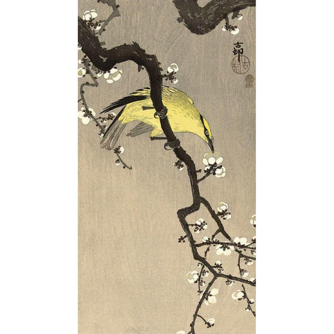 Chinese Wielewaal on Plum Blossom Branch, 1900-1910 Black Modern Wood Framed Art Print by Koson, Ohara