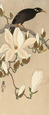 Myna on Magnolia Branch, 1900-1910 White Modern Wood Framed Art Print with Double Matting by Koson, Ohara