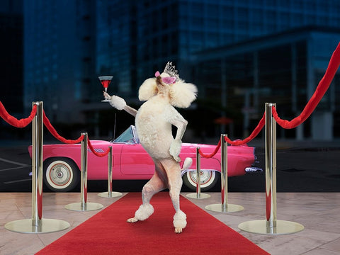 Poodle Premier Black Ornate Wood Framed Art Print with Double Matting by Lund Roeser