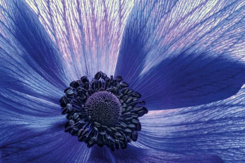 Windsong Black Ornate Wood Framed Art Print with Double Matting by LeBlanc, Dawn