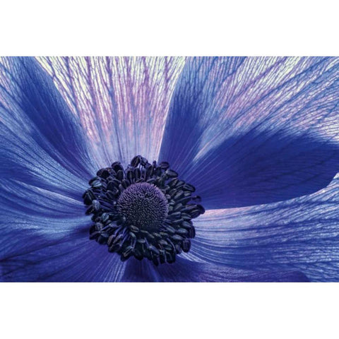 Windsong Black Modern Wood Framed Art Print by LeBlanc, Dawn