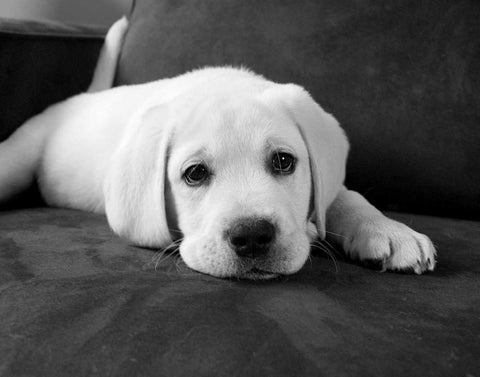 Finn White Modern Wood Framed Art Print with Double Matting by Levin, Kim