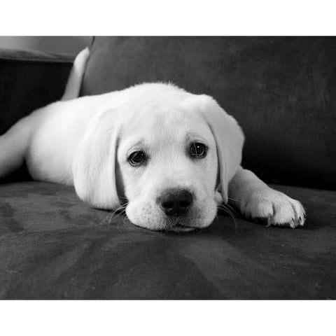 Finn Black Modern Wood Framed Art Print by Levin, Kim