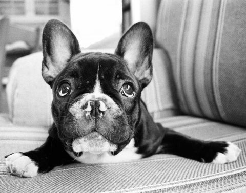 Hugo Black Ornate Wood Framed Art Print with Double Matting by Levin, Kim